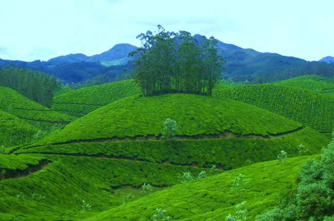 munnar thekkady alleppey tours